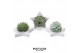 Arrangementen succulenten rootless succulent mix in grey star 