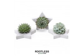 Arrangementen succulenten rootless succulent mix in grey star