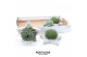 Arrangementen succulenten rootless succulent mix in grey star 