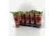 Paeonia rood Longlife 