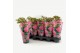 Paeonia roze Longlife 