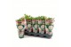 Paeonia wit Longlife 