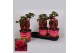 Paeonia rood Longlife 