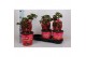 Paeonia rood Longlife 