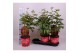Paeonia rood Longlife 