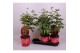Paeonia rood Longlife 
