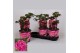 Paeonia roze Longlife 