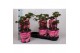 Paeonia roze Longlife 