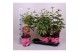 Paeonia roze Longlife 