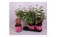 Paeonia roze Longlife 