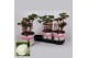 Paeonia wit Longlife 