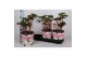 Paeonia wit Longlife 