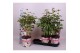 Paeonia wit Longlife 