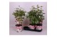 Paeonia wit Longlife 