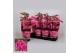 Paeonia roze Longlife 