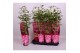 Paeonia roze Longlife 