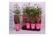 Paeonia roze Longlife 