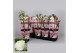Paeonia wit Longlife 