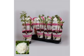 Paeonia wit Longlife