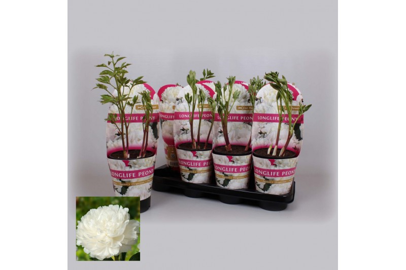 Paeonia wit Longlife 