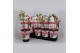 Paeonia wit Longlife 