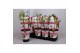 Paeonia wit Longlife 
