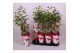 Paeonia wit Longlife 