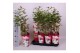 Paeonia wit Longlife 