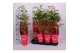 Paeonia rood Longlife 