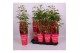 Paeonia rood Longlife 