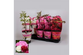 Paeonia mix Longlife