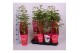 Paeonia mix Longlife 