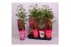 Paeonia mix Longlife 