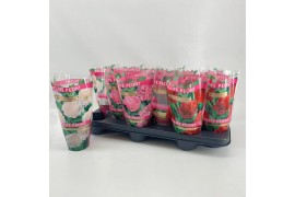 Paeonia mix Longlife