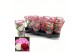 Paeonia mix Longlife 