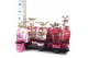 Paeonia mix Longlife 