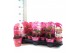 Paeonia mix Longlife 