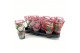Paeonia mix Longlife 