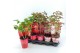 Paeonia mix Longlife 