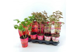 Paeonia mix Longlife