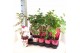Paeonia mix Longlife 