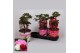 Paeonia mix Longlife 