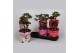 Paeonia mix Longlife 