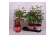 Paeonia mix Longlife 