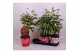 Paeonia mix Longlife 