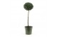 Buxus sempervirens Mono-Ball XXL 