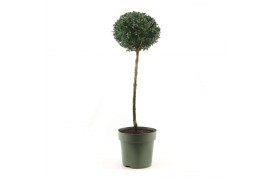 Buxus sempervirens Mono-Ball XXL
