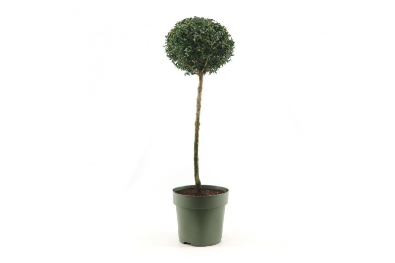 Buxus sempervirens Mono-Ball XXL 