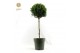 Buxus sempervirens Mono-Ball XXL 