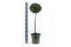 Buxus sempervirens Mono-Ball XXL 